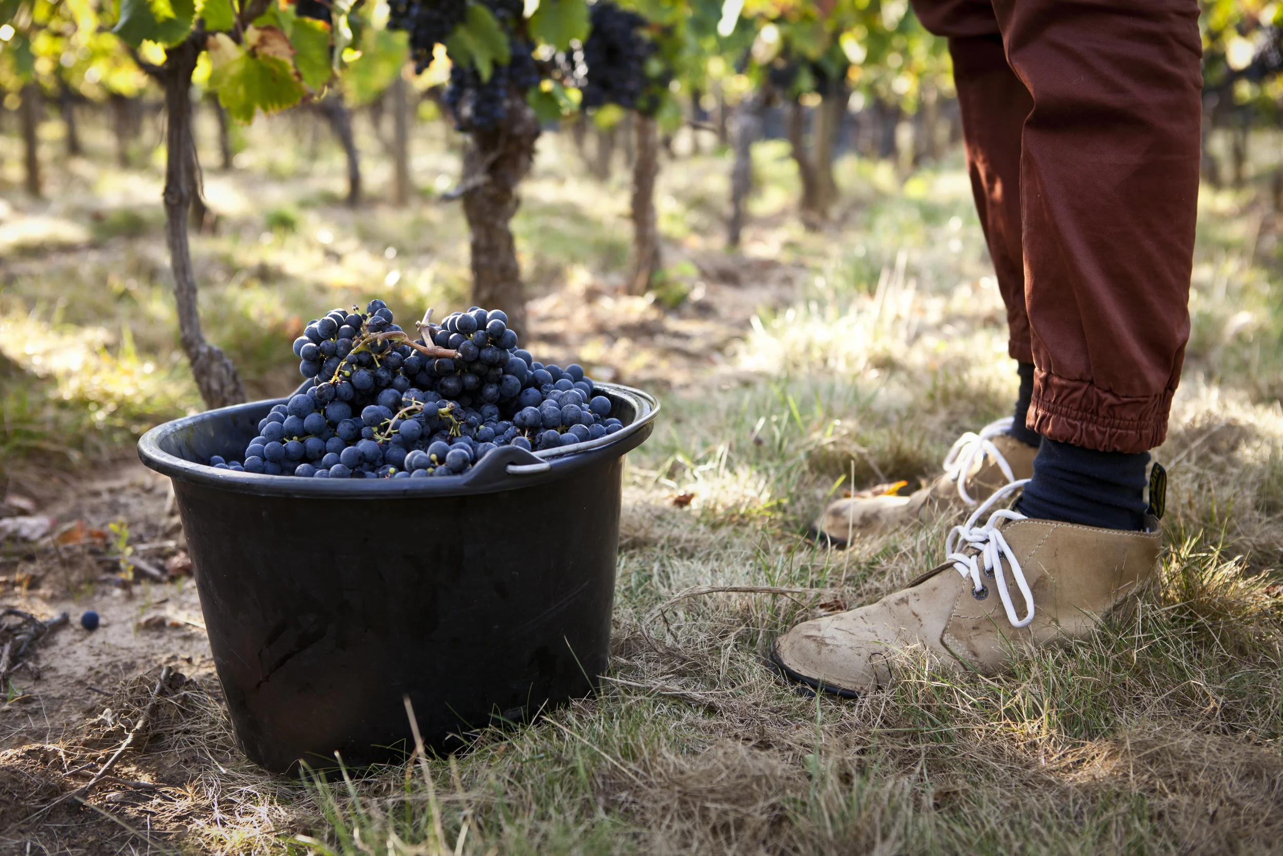 Crocus Wines — Le Calcifère